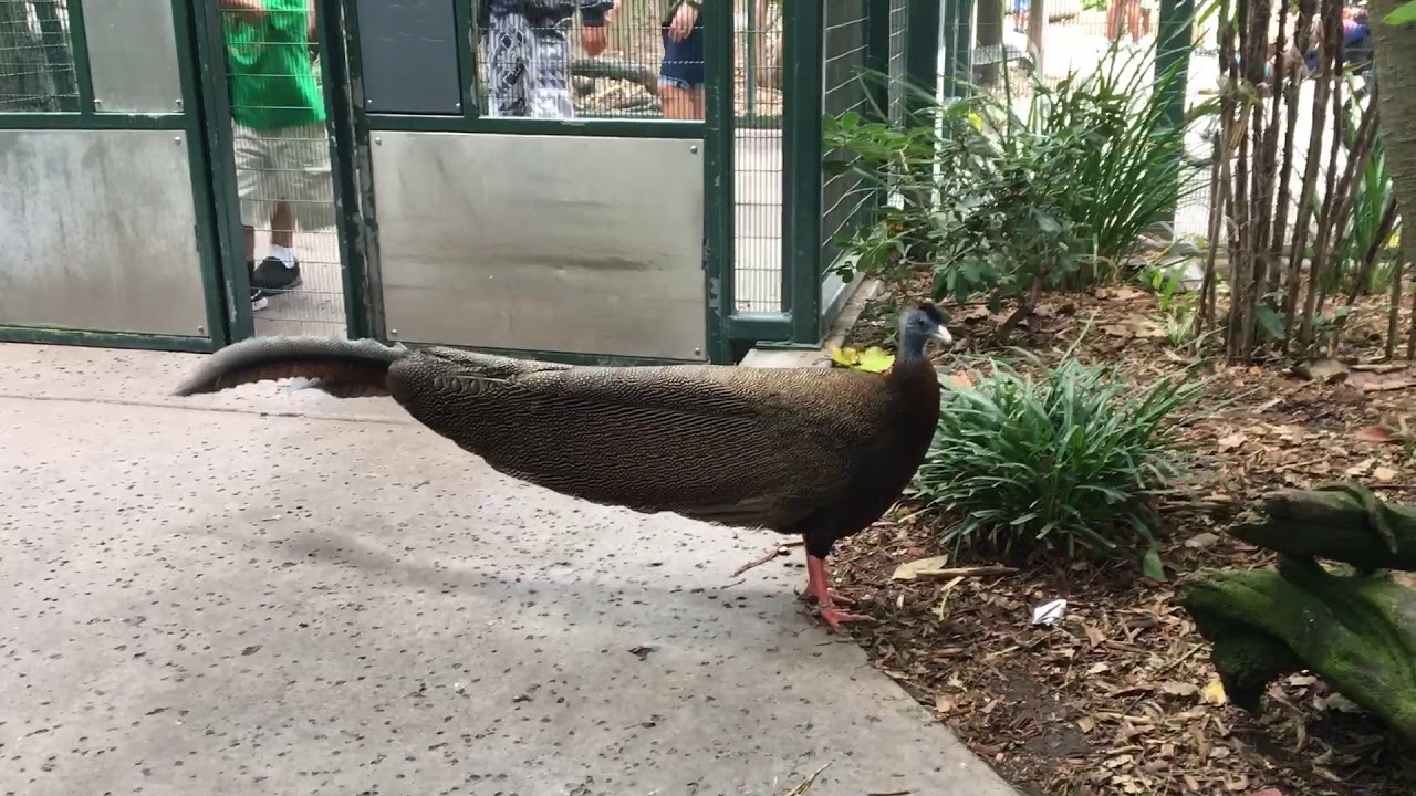 Great Argus Pheasant Vocalization