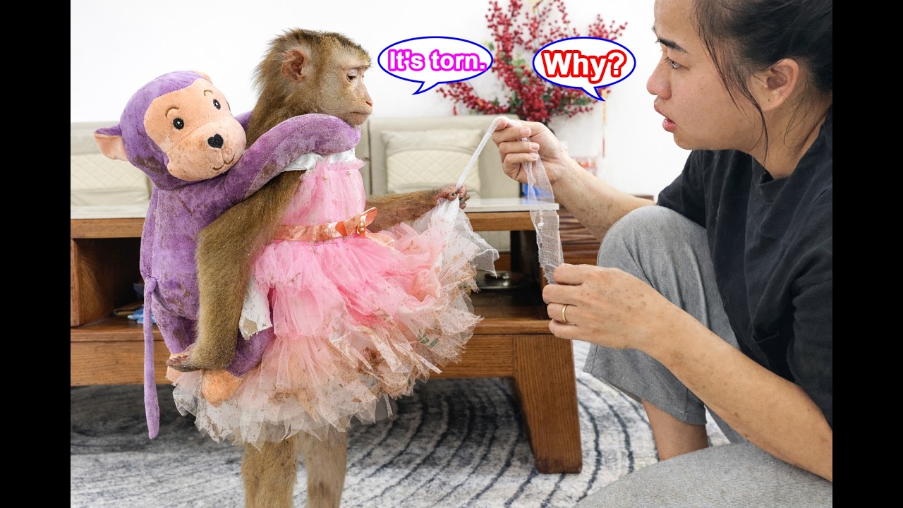 Monkey Lyly is embarrassed because she accidentally ripped her pretty dress while out for a walk