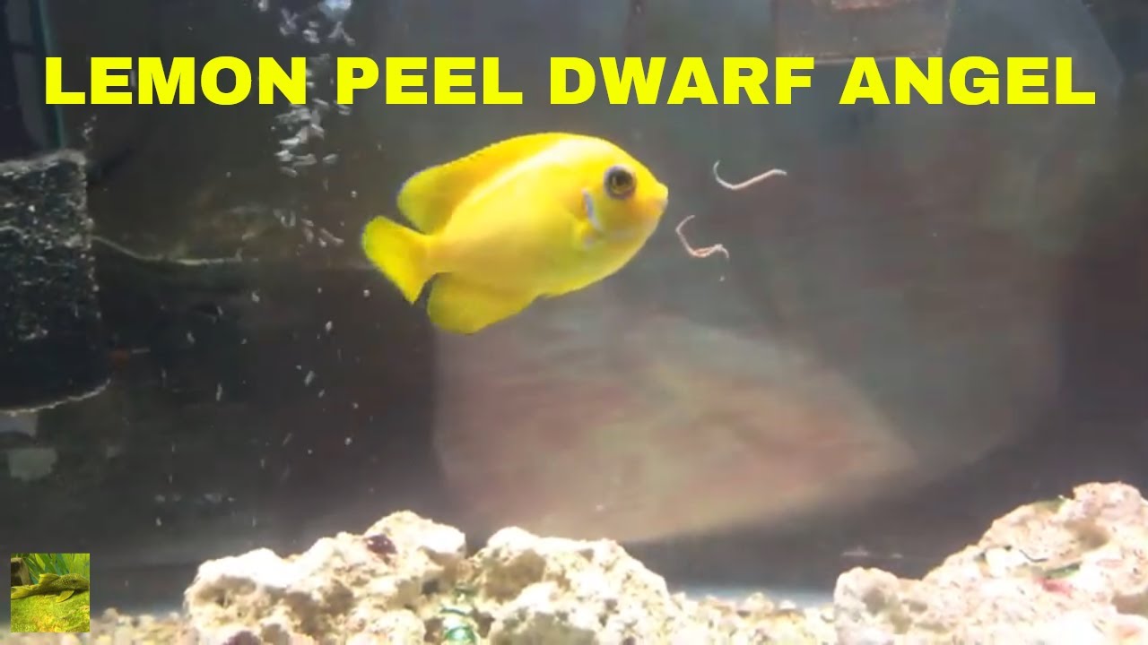 Lemon Peel Dwarf Angel