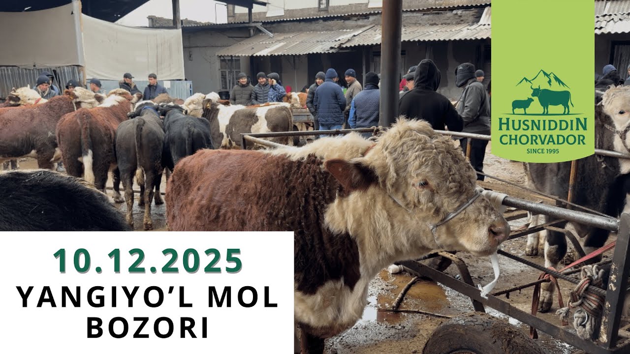 Yangiyo'l Mol Bozori - Buqalar narxi 10.12.2025
