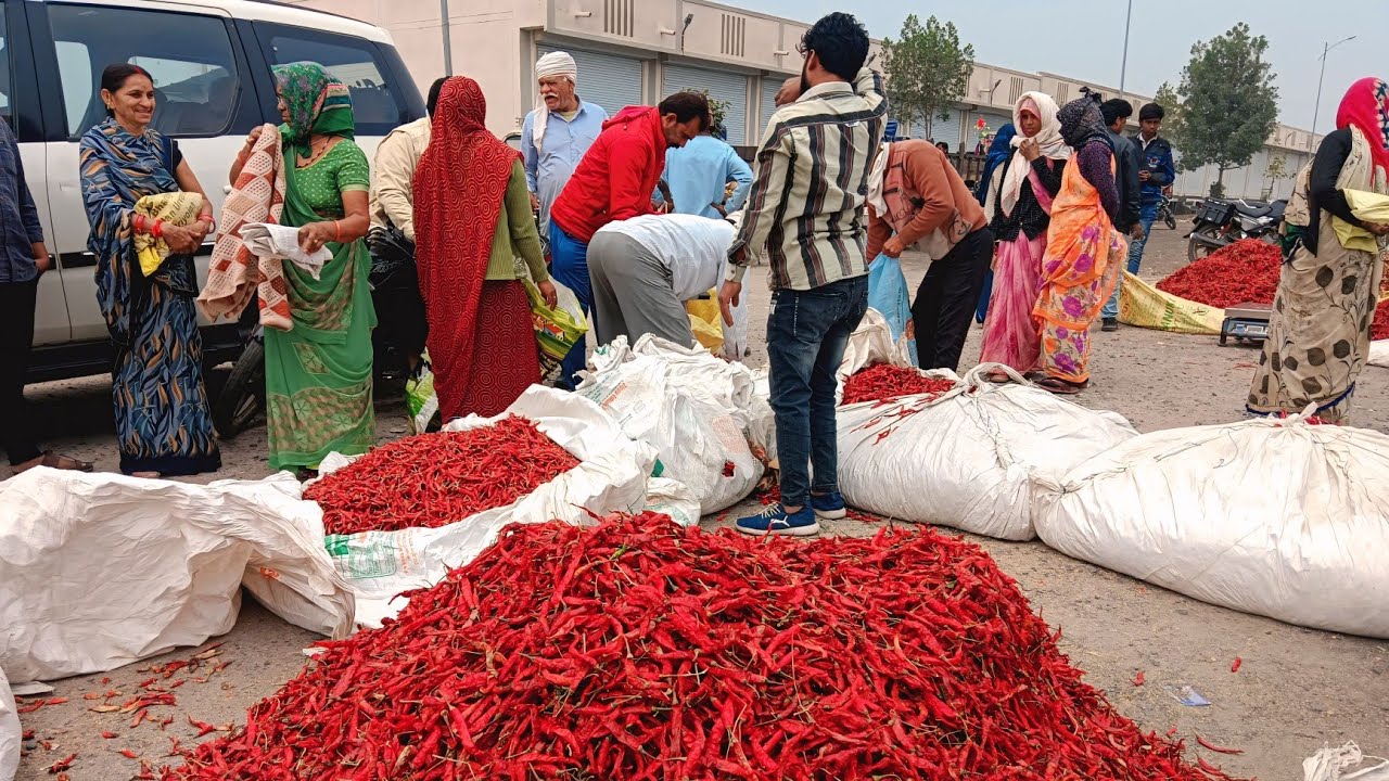 कुक्षी अंबाडा मिर्ची मंडी भाव देखे || जोरदार तेजी रहेगी आज || 27 जनवरी 2026 kukshi mirchi mandi Rate