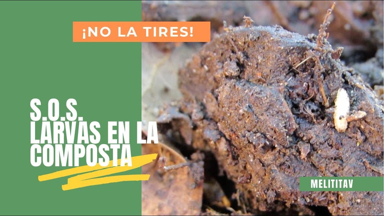 S.O.S. HAY LARVAS EN MI COMPOSTA