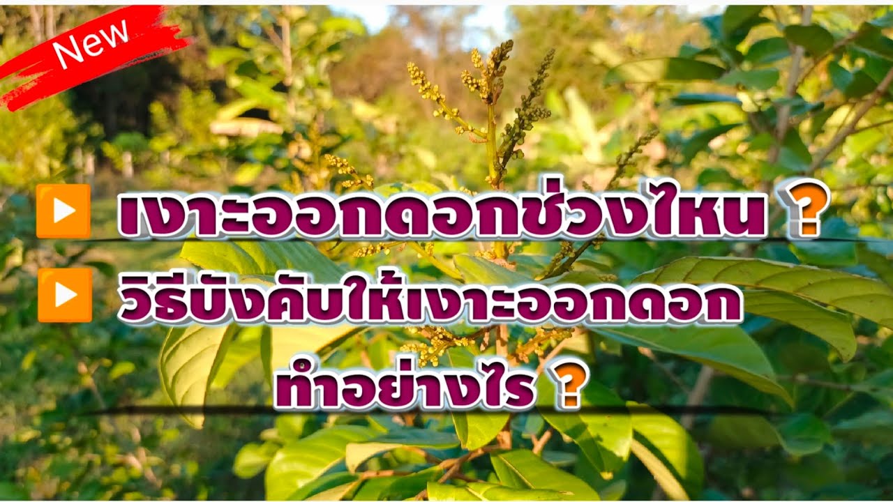 เงาะออกดอกช่วงไหน? | วิธีบังคับให้เงาะออกดอกทำอย่างไร? | ไปชมกันครับ..
