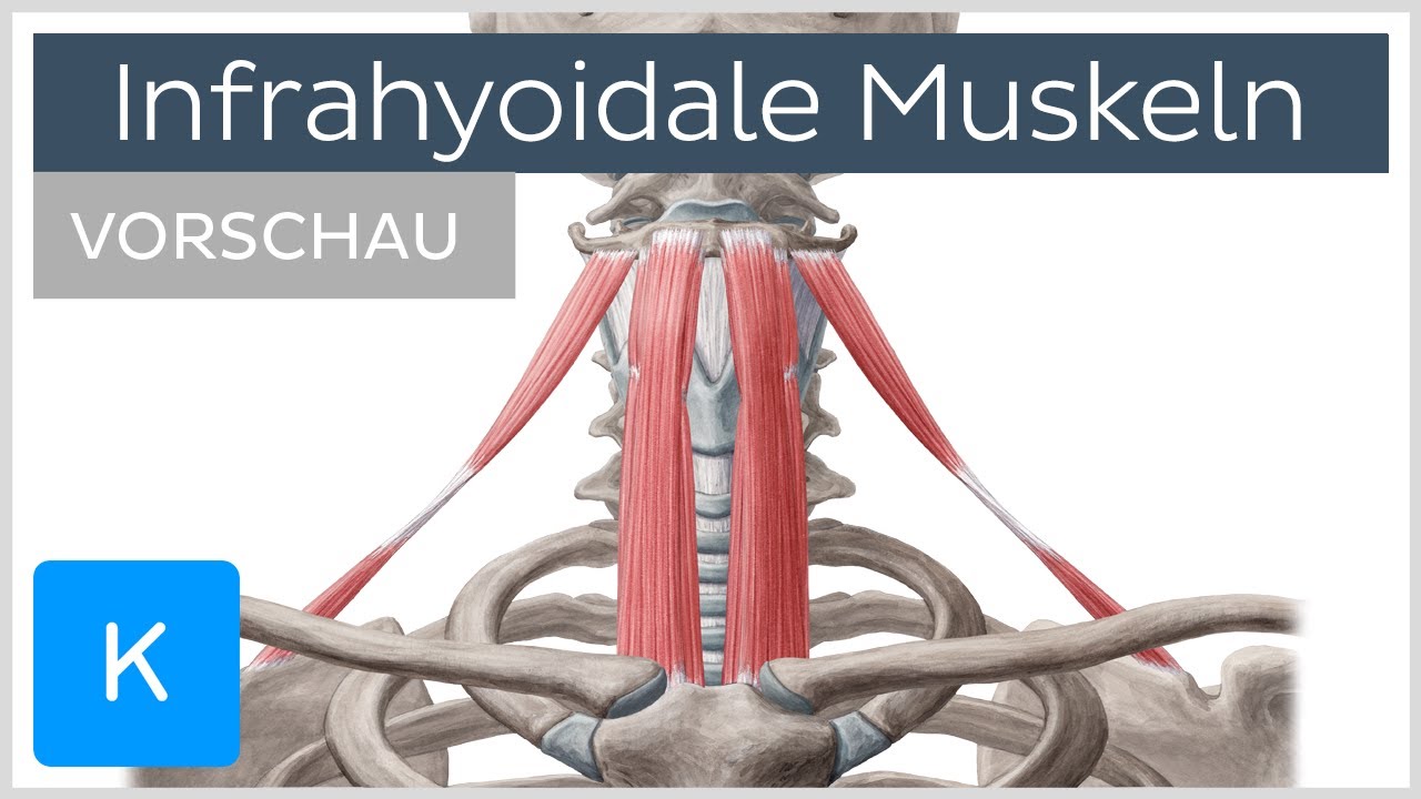 Infrahyoidale Muskulatur: Ursprung, Ansatz, Funktion (Vorschau) |&nbsp;Kenhub