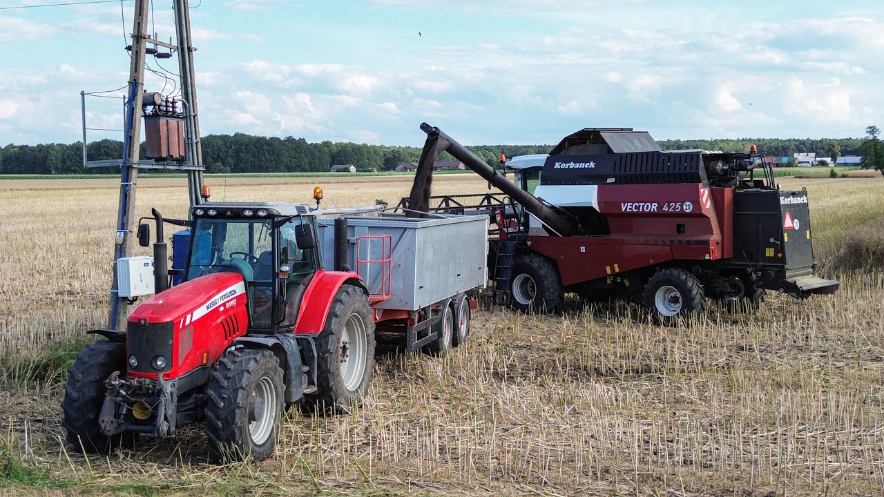 Żniwa rzepaku 2025✓Rzepak pod kosę✓Rostelmash Vector 425✓Massey Ferguson 6490 dyna 6