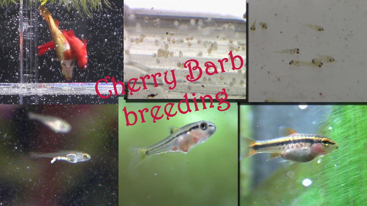 Cherry Barb breeding. 50 days: from eggs to juveniles (Puntius titteya)