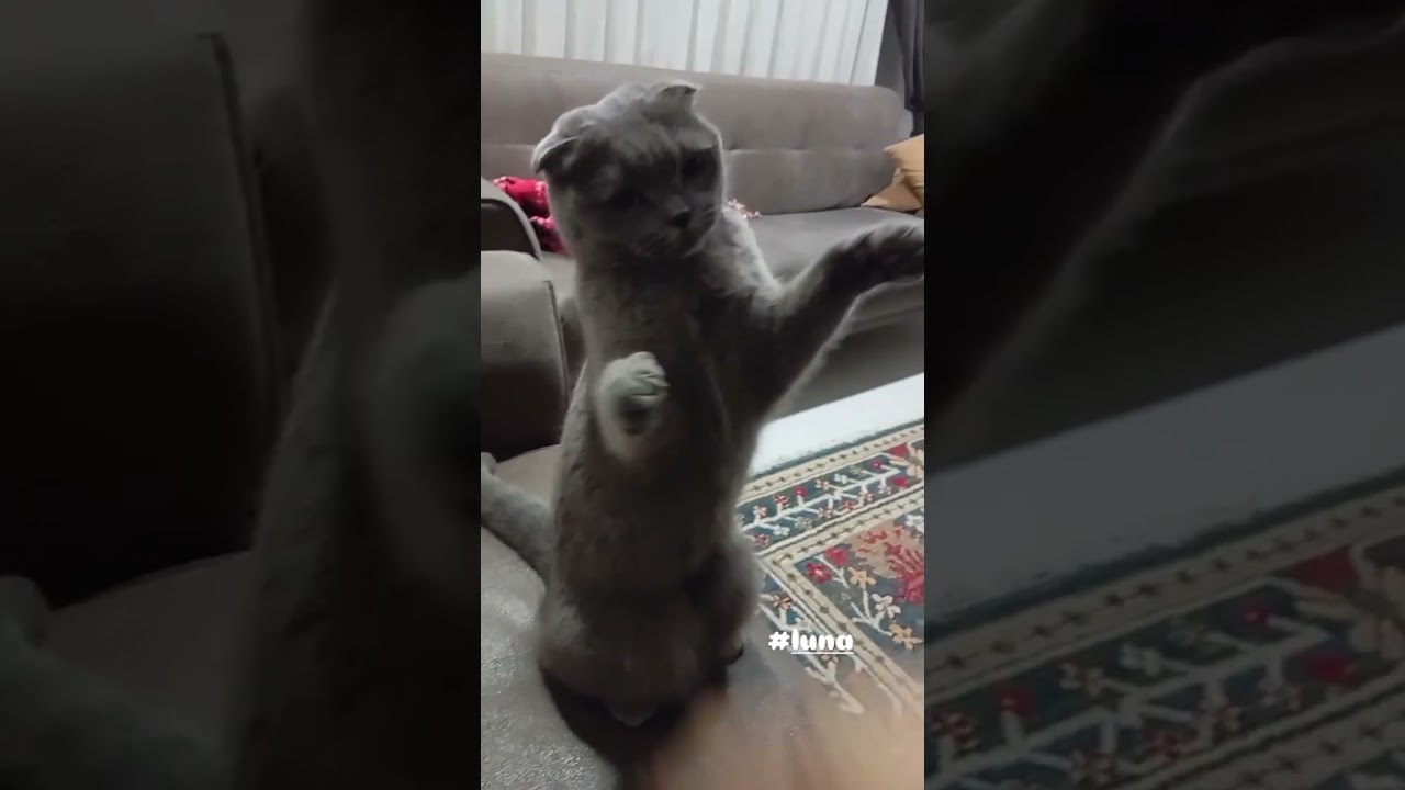 Evimizin neşesi #luna#kedi#hayvansevgisi#destnypunch#eğlence#eğlencelivideolar #cat