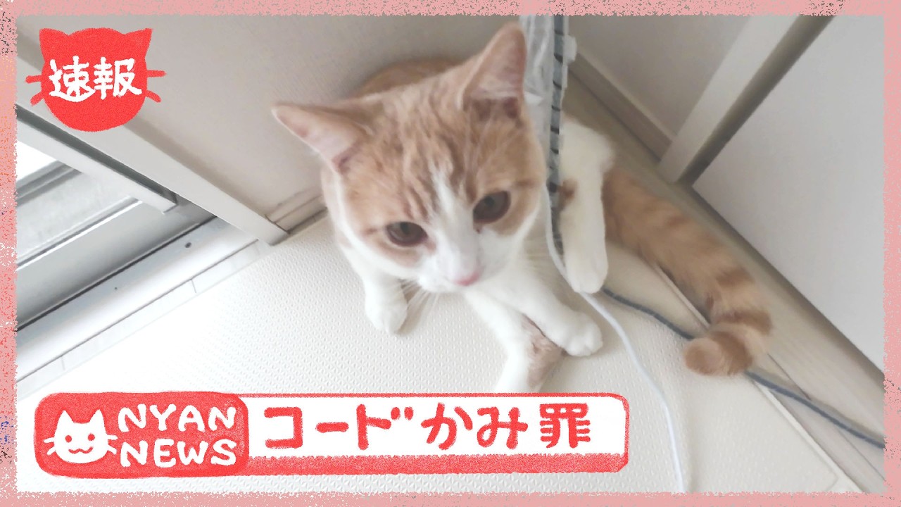 コードカバーをかみかみした猫の身柄を確保