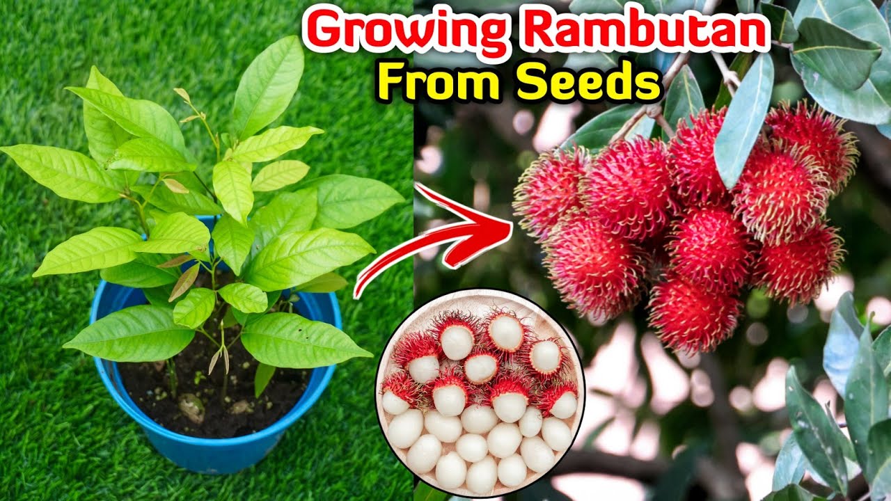 How to Propagate Rambutan from Seeds | Rambutan Plant from Seed | Rambutan Fruit