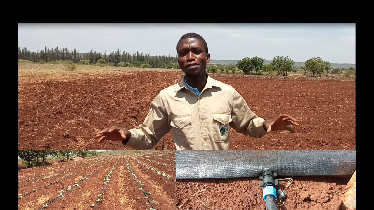 SISTEMA DE REGA GOTA-A-GOTA  EM MOÇAMBIQUE-África