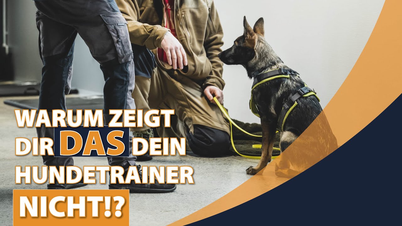 Probleme mit deinem Hund NACHHALTIG lösen