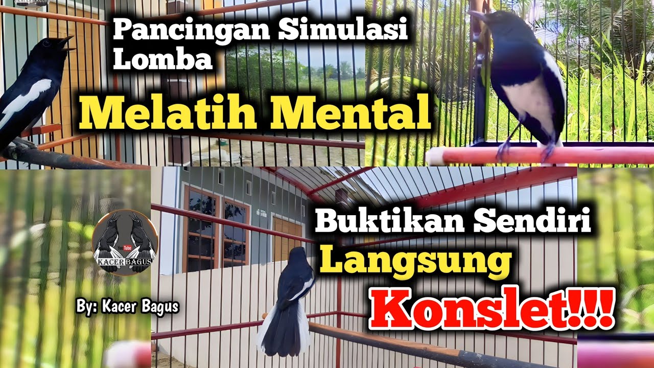 Simulasi Lomba Kacer | Melatih Mental Burung Kacer | Membangkitkan Jiwa Fighter | Agar Kacer Konslet