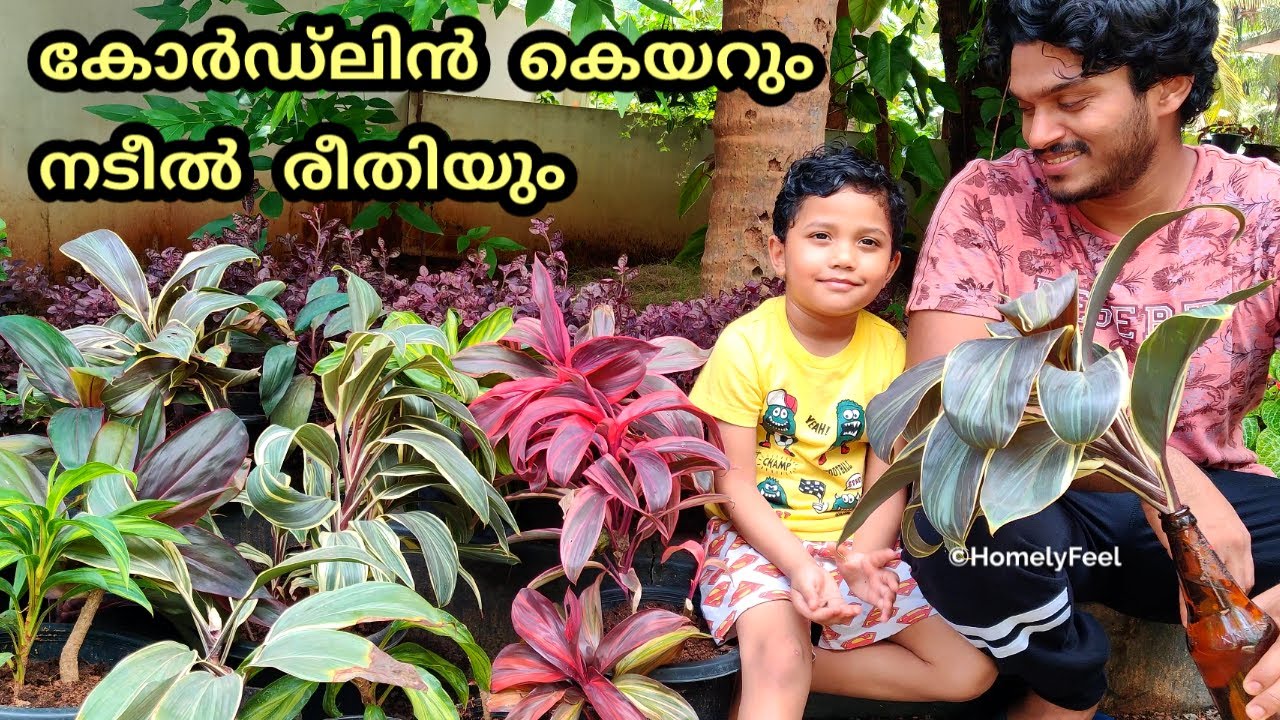 Dracaena-Cordyline Varieties with Care and Propagation Methods | Homely Feel | Diyab