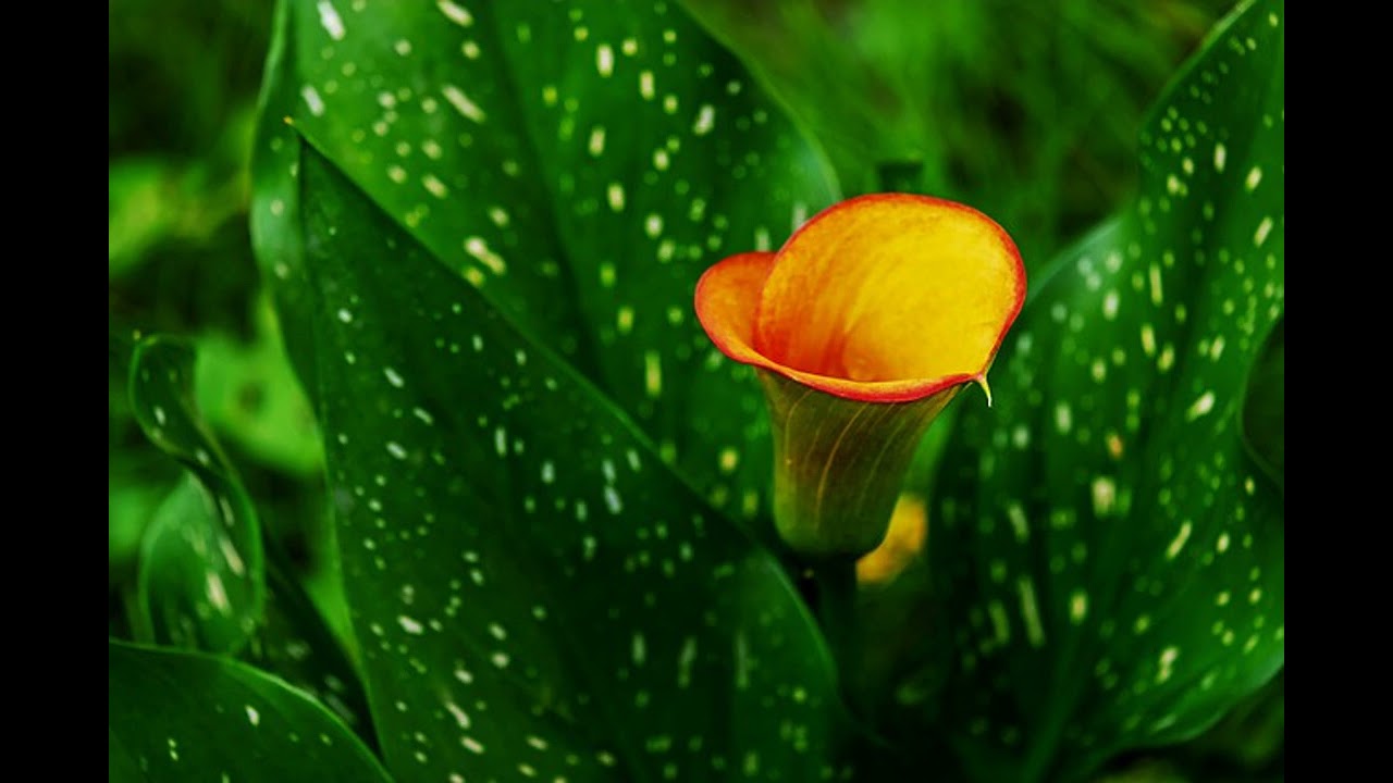 IDALAWE
