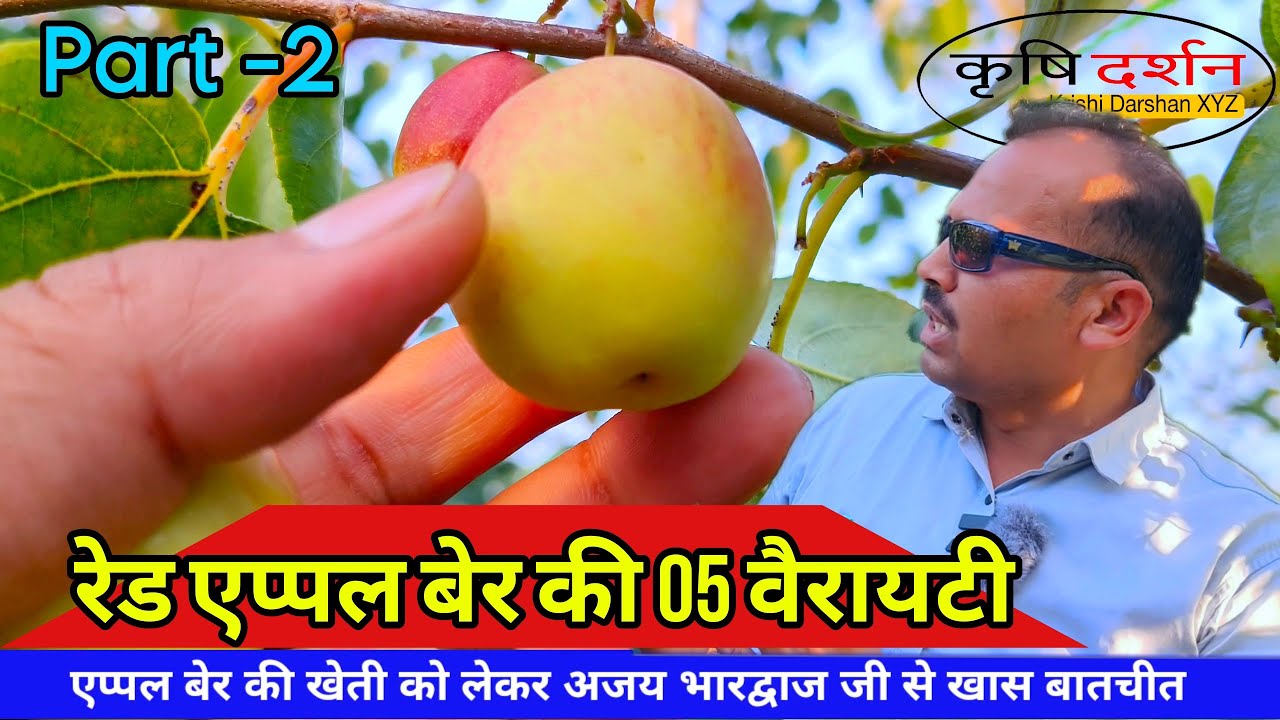 रेड एप्पल बेर की 05 वैरायटी 🌿💚🌿 कश्मीरी रेड एप्पल बेर🥀🌹🌺 किसानों की पहली पसंद🤩😍🤩 Part - 2