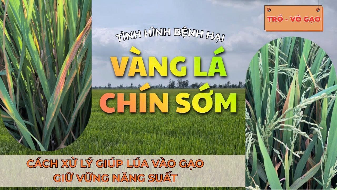 CÂY LÚA AN GIANG - Tình Hình Vàng Lá Chín Sớm, Cách Xử Lý Giúp Giữ Vững Năng Suất