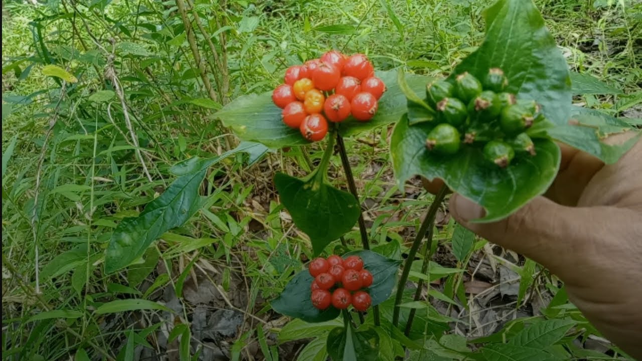 BENGKOANG HUTAN DAN TANAMAN CANTIK 