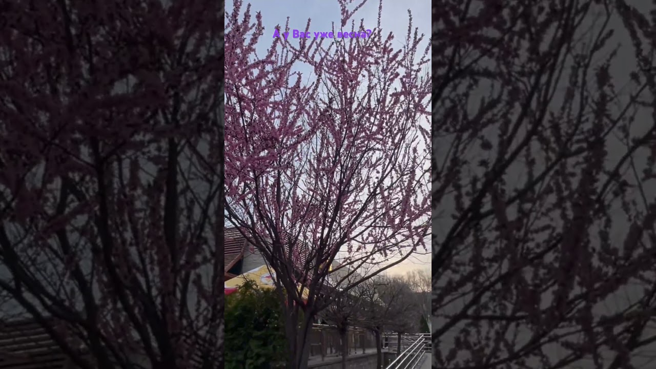 Пришла весна