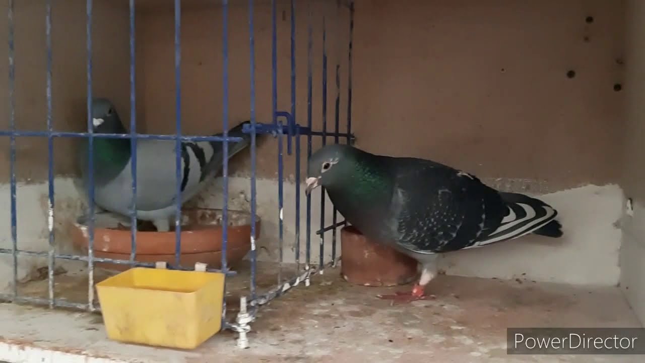 J'ACCOUPLE 12 COUPLES DE PIGEONS POUR FAIRE MES JEUNES DESTINÉE  À LA VITESSE