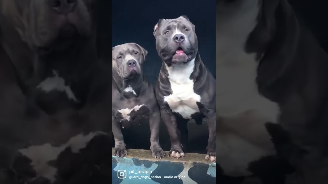 💙 #americanbully #bully #dog #pitbull #pitmonster #puppy #xlbullies #blue #bullybreed