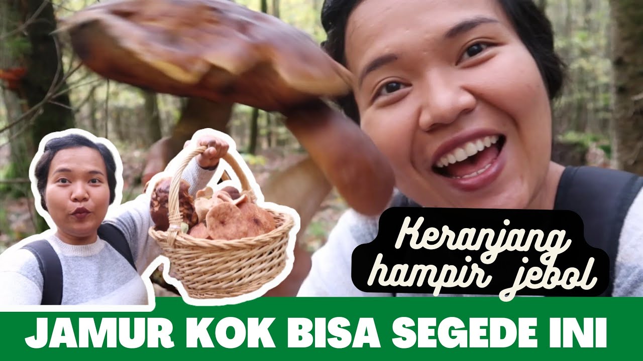 PANEN SEMUA JAMUR SUPER JUMBO - DAPAT SURPRISE DARI PEMBURU JAMUR JERMAN