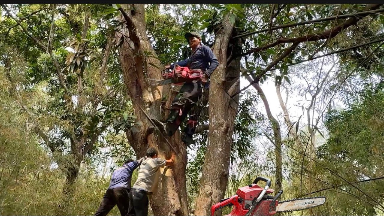 ch&uacute; t&iacute;nh cưa c&acirc;y xo&agrave;i tr&ocirc;ng vườn tằm vong c&acirc;y rất to # Bangcuacay