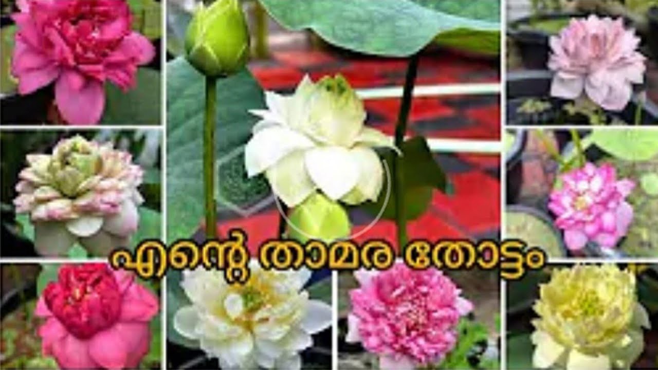 എന്റെ താമര തോട്ടം 🪷