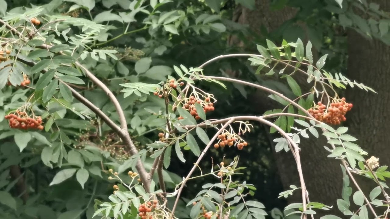 Blackbirds and Usutu Virus. #blackbirds #bto #birders #rspb #aviandiseases #usutuvirus #mosquito