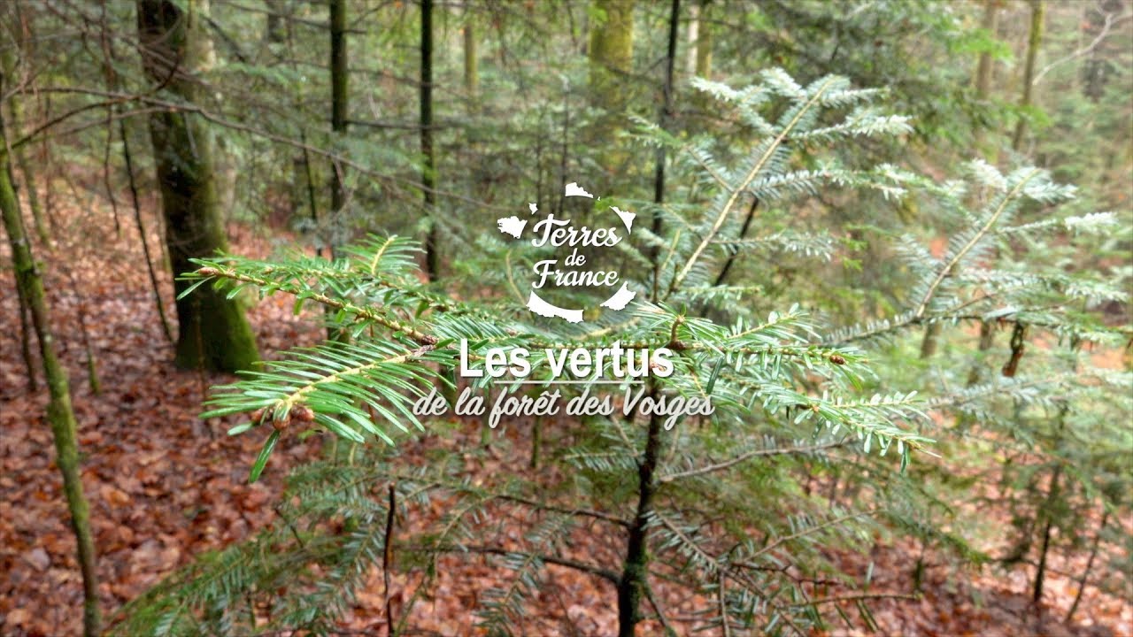 Les vertus de la forêt des Vosges - Terres de France