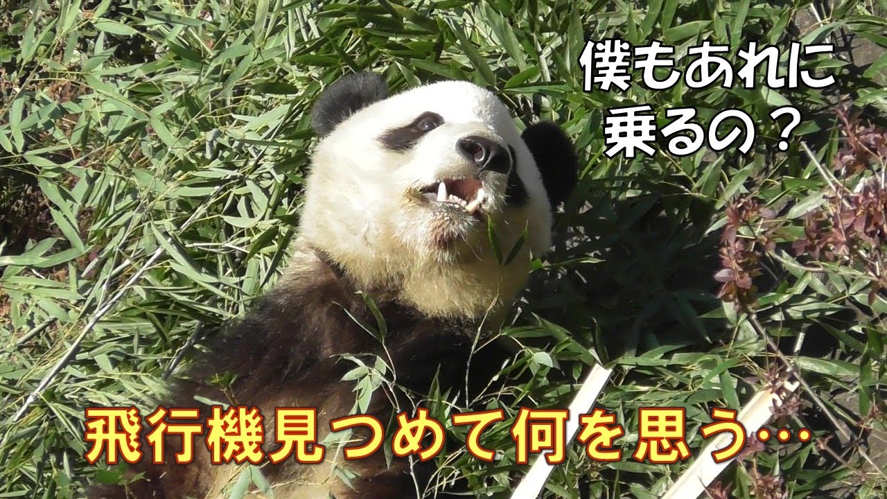 12/17シャオシャオレイレイ久しぶりに見る２頭は元気でしたgiantpanda @tokyo 上野動物園