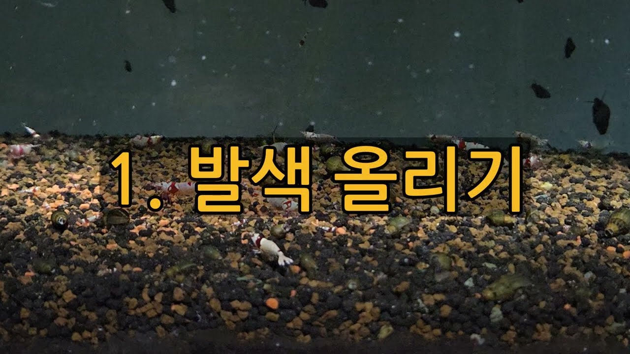 (새우물방) 1. crs발색 올리기