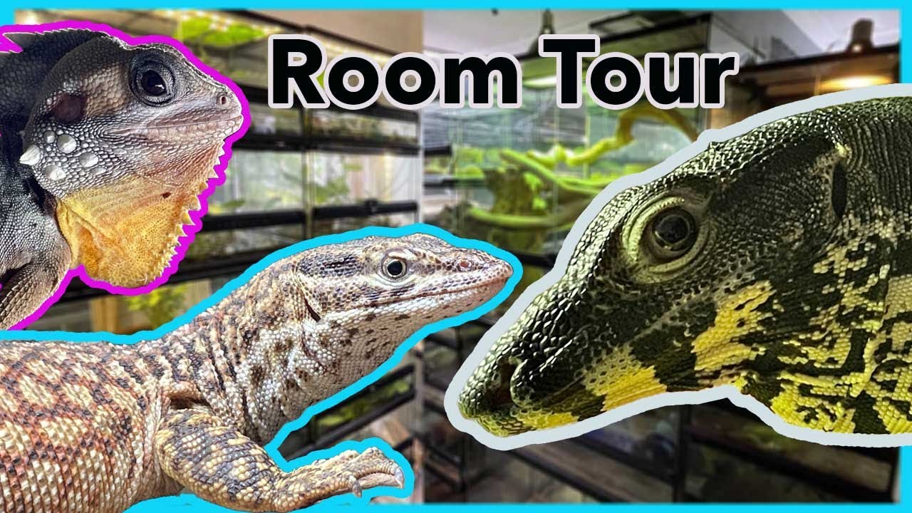 *Reptile Room Tour*  🦎 Boyds / Monitors / Albino Frogs!