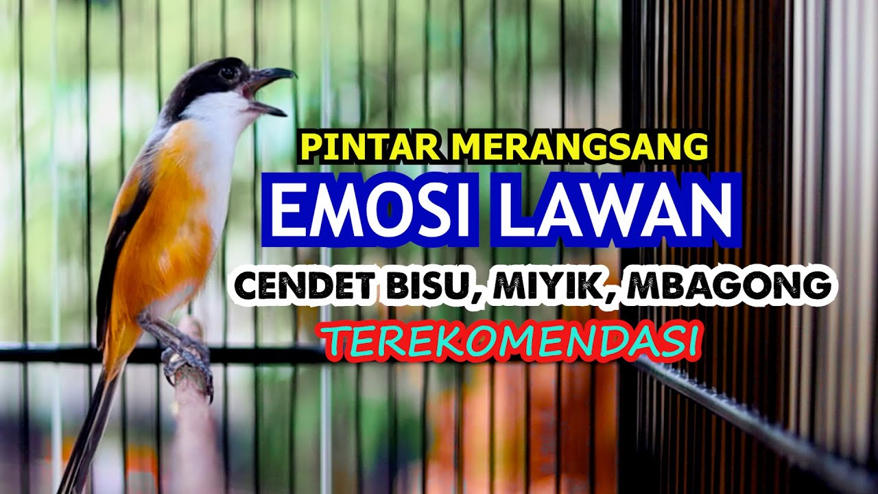 SUARA CENDET PINTAR MERANGSANG EMOSI LAWAN, CENDET BISU & CENDET MIYIK PAKAI INI, CENDET FULL ISIAN