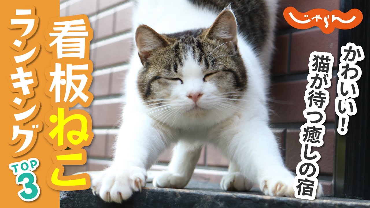【全国】旅館・ホテルの看板ねこランキングTOP3！猫好き必見｜猫動画｜癒し｜旅｜オススメ｜温泉