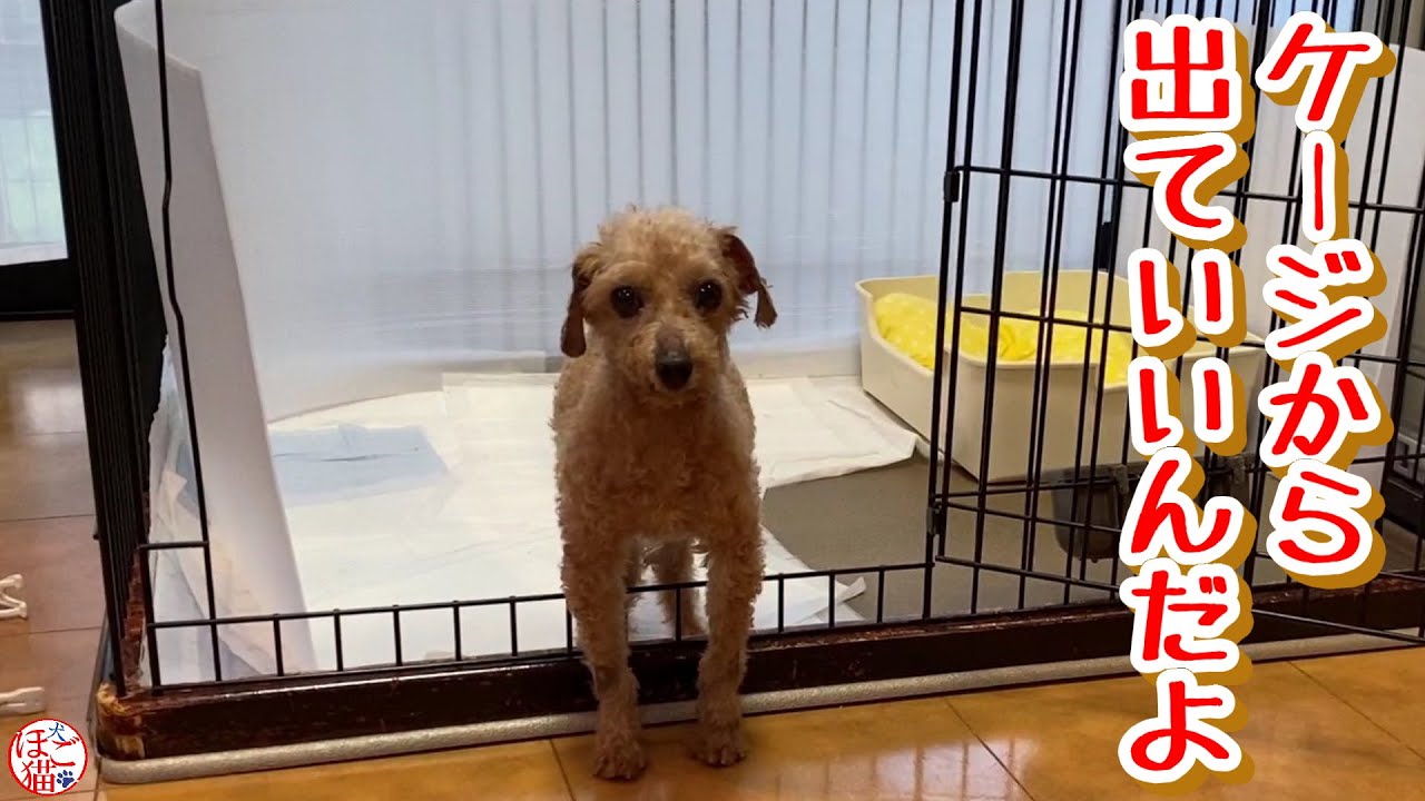 【余剰犬　トイプードル】ケージから出てもいいんだよ