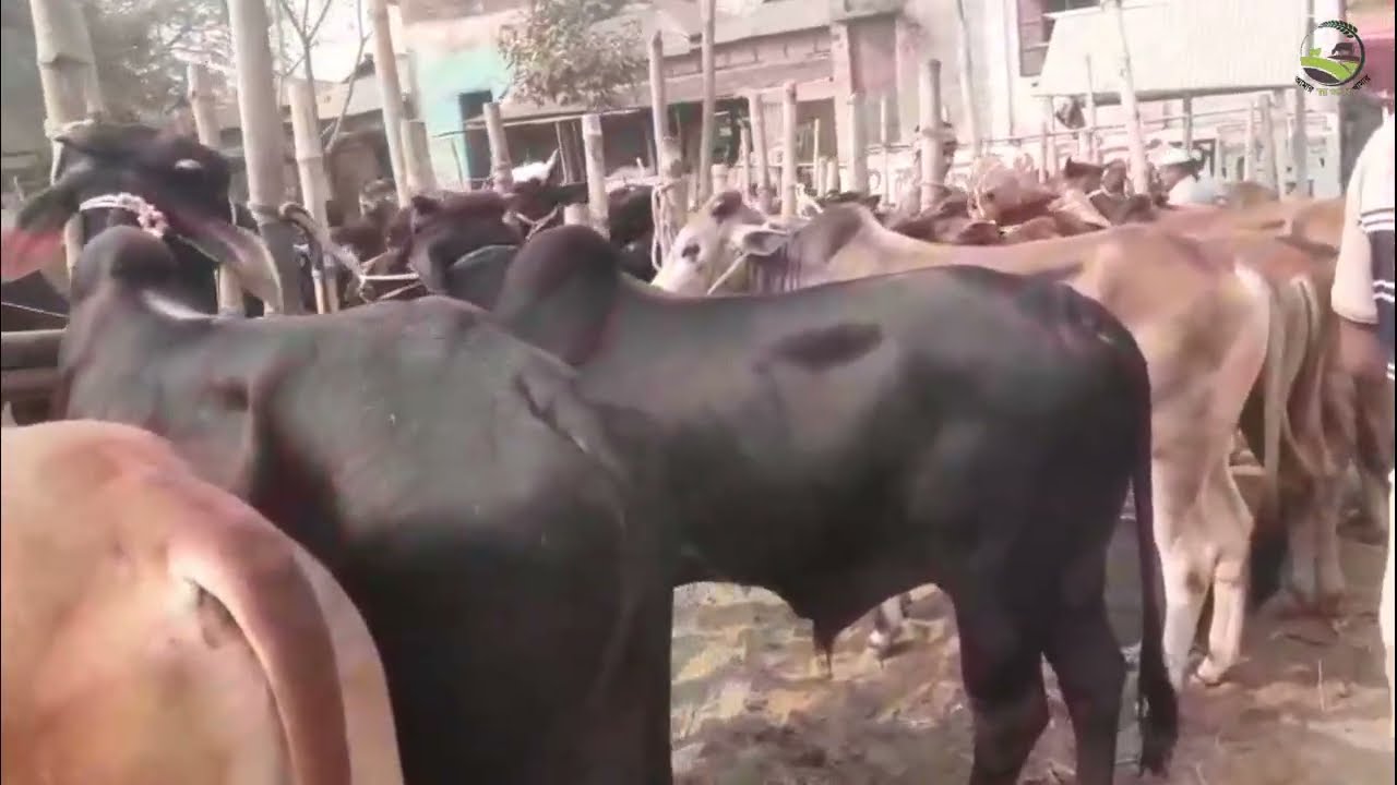 গরুর হাঁটে ঝাঁকে ঝাঁকে শাহীওয়াল গরু । দাম কেমন?