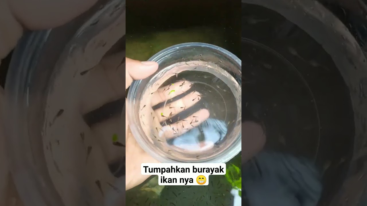 BURAYAK IKAN GUPPY #ikanguppyindonesia #burayak #guppy #ikanguppy #ternakikan #guppyfish #aquarium