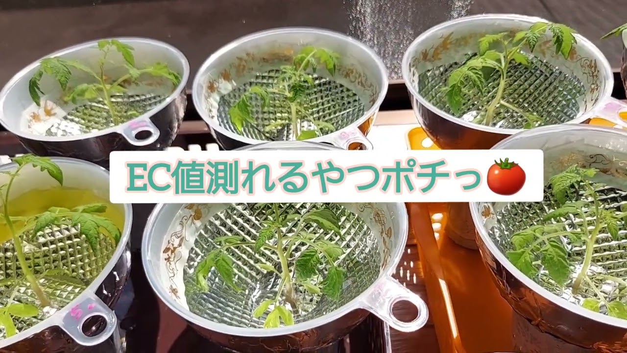 プチぷよ(ミニトマト)室内・水耕栽培⑥～肥料過多？