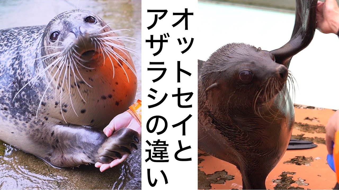 【オットセイとアザラシの違い】どっちもカワイイのは共通♪ Sea Lion & Seal - The Differences