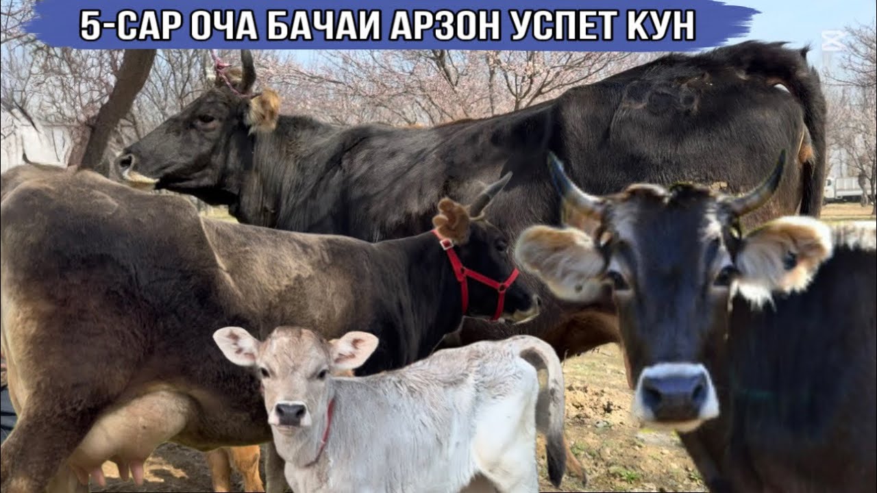 5-САР ОЧА БАЧАИ АРЗОН 10 марта 2026 г.