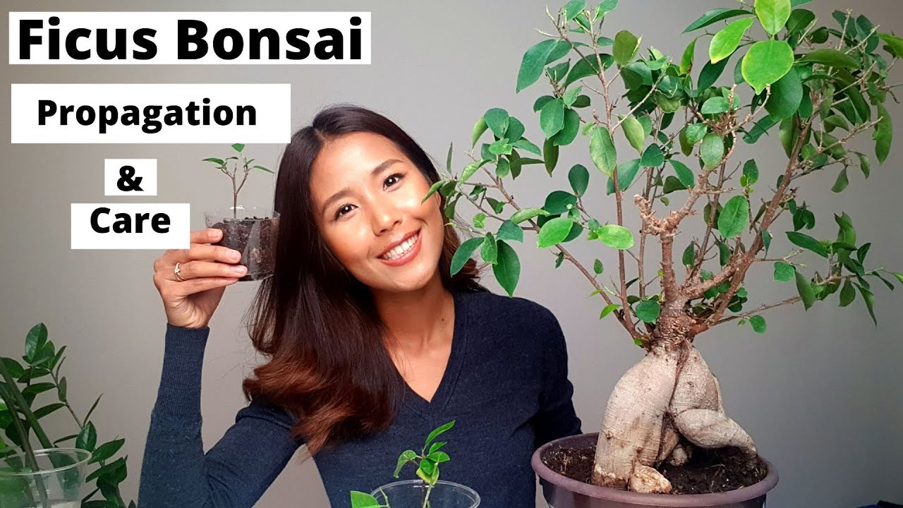 Ficus Bonsai propagation and care | How to propagate Ficus Bonsai