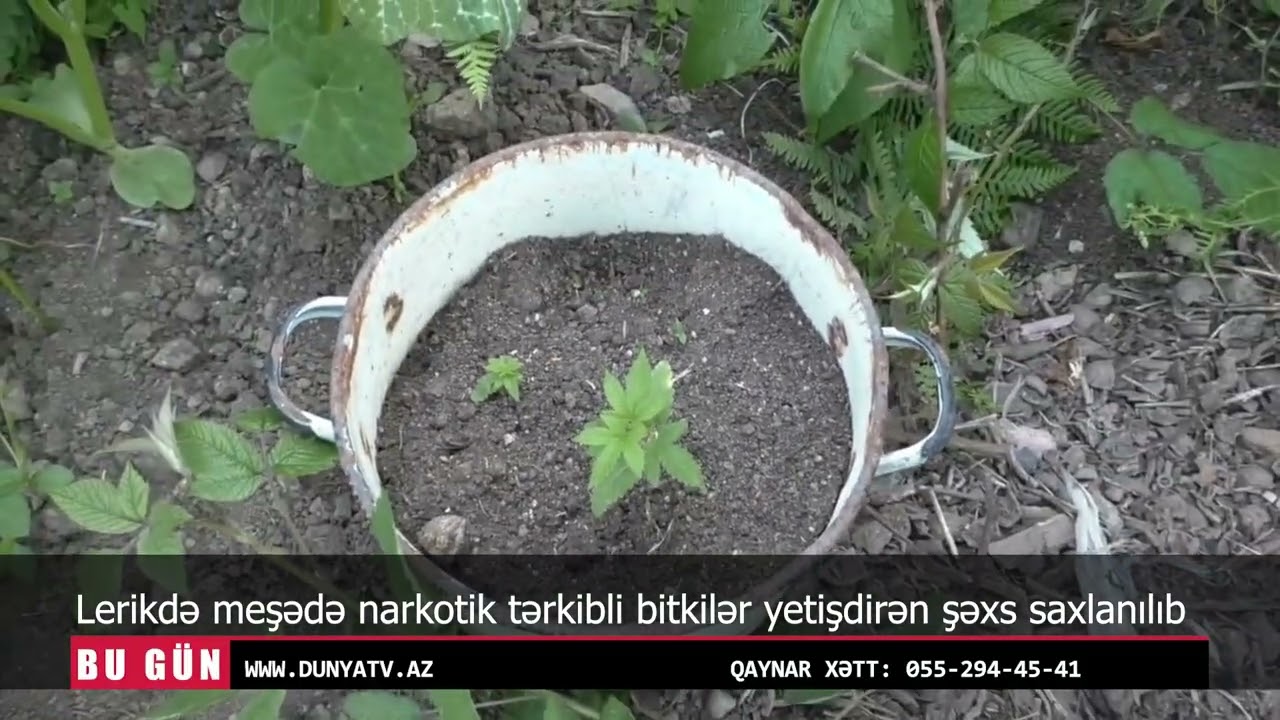 Lerikdə meşədə narkotik tərkibli bitkilər yetişdirən şəxs saxlanılıb