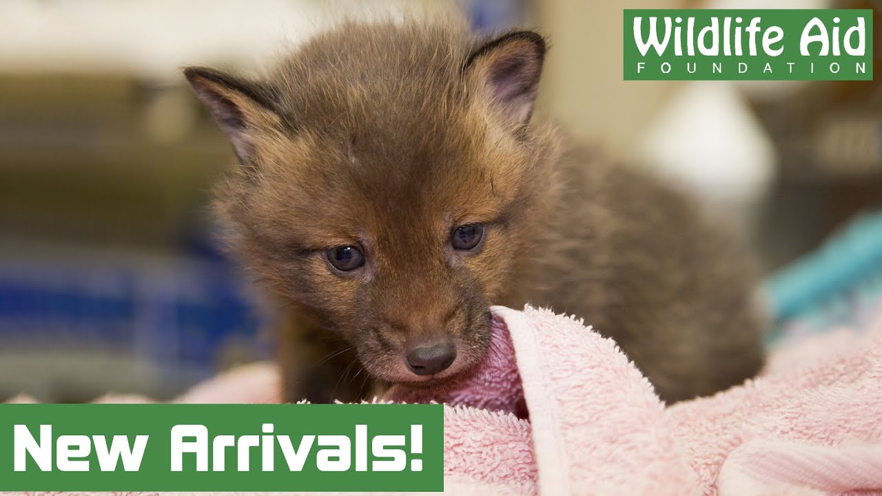 Fox Cubs Saved From Turkey Farm
