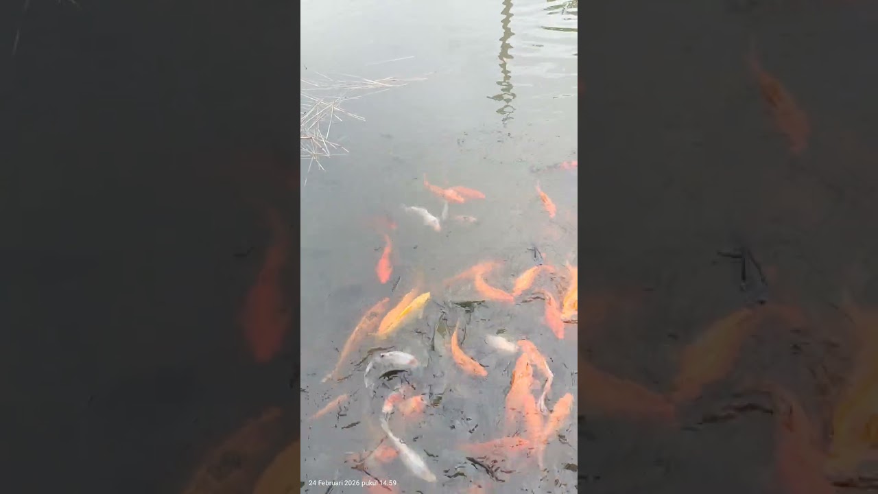 Iseng liat ikan