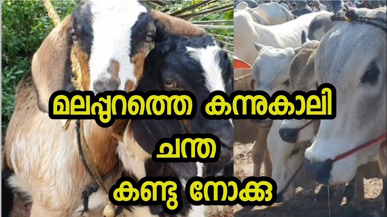 ആട്, പശു, പോത്ത് ,ഇവയെല്ലാം ലഭിക്കാൻ മലപ്പുറം ചട്ടിയിലെ കന്നുകാലി ചന്ത