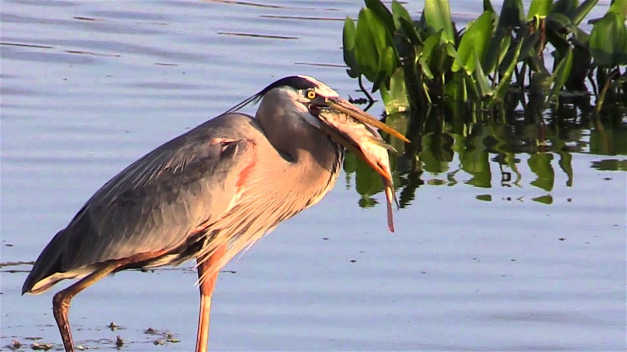 Great Blue Heron Eats A Fish