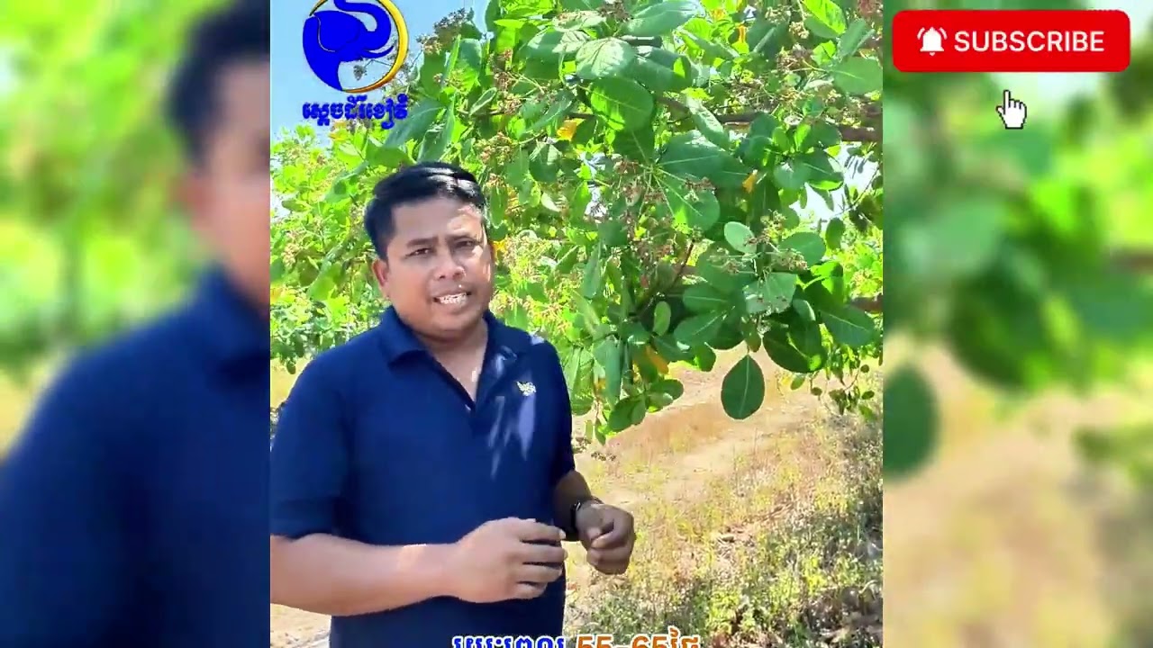 ហេតុអ្វីចន្ទីគាំងក្ដឹប    #agricultura