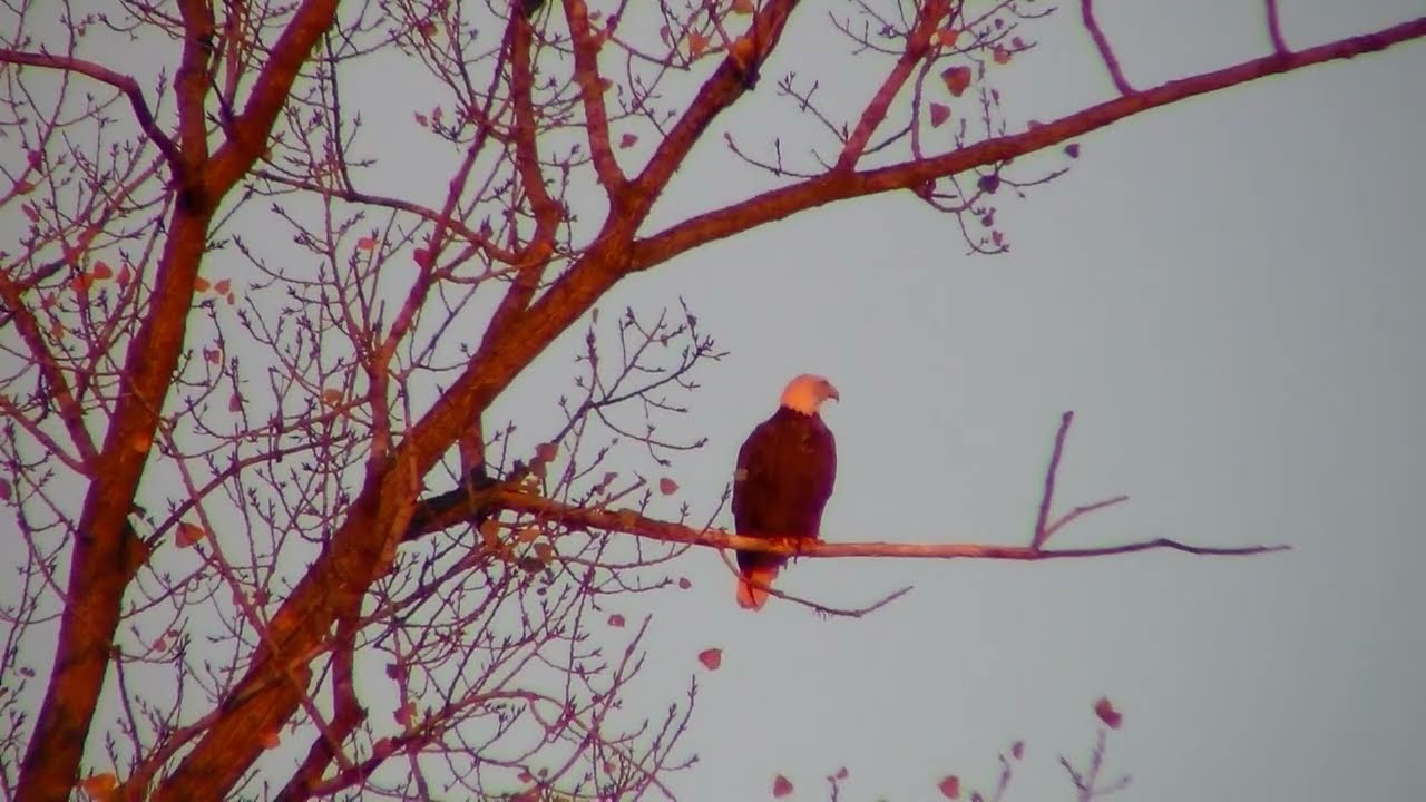 Grand River Eagles