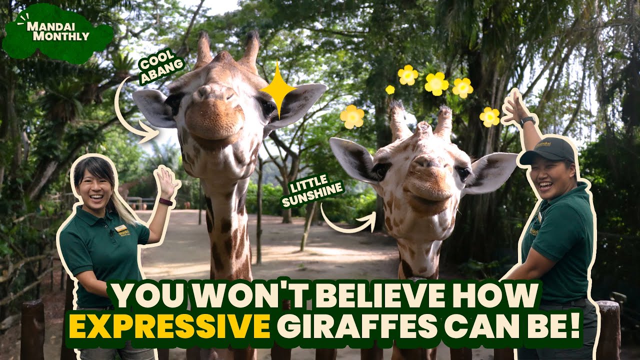 Mandai Monthly - You won't believe how expressive giraffes can be!