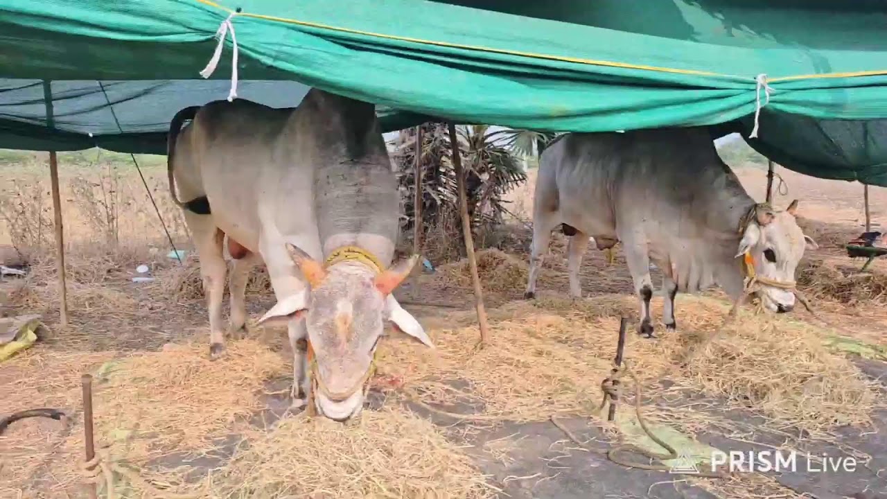 నాదెండ్లకు వచ్చిన RK Bulls Seniors  |  నాదెండ్ల ఒంగోలు ఎద్దుల పందెం